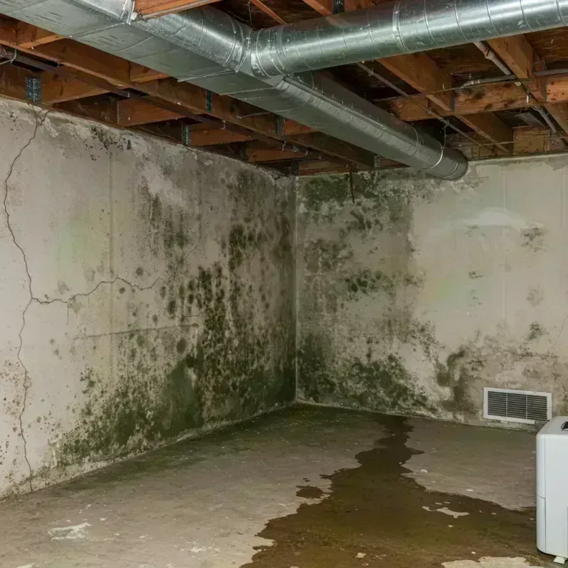 Professional Mold Removal in Schuyler County, IL